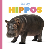 Baby Hippos (Starting Out) B0GHMKYFRB Book Cover