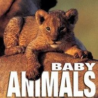 Baby Animals (Cube Books) 8854400025 Book Cover