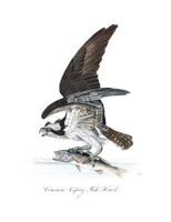 Common Osprey Fish Hawk Composition Notebook 1720000395 Book Cover