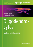 Oligodendrocytes: Methods and Protocols 1493990705 Book Cover