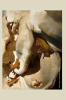 Fallen Leaves 2014 Weekly Calender: 2014 weekly calendar with a photo of leaves and fungi 1494366975 Book Cover