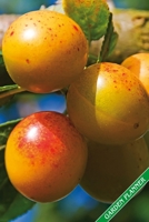 Garden Planner: Ripe yellow plums, mirabelles. Format A5, 120 pages, fine grey lined. Journal, diary, notebook and garden planner for everything that happens in the garden throughout the year. 1706301588 Book Cover