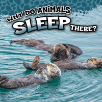Why Do Animals Sleep There? 1681917246 Book Cover