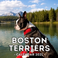 Boston Terriers Calendar 2021: 16-Month Calendar, Cute Gift Idea For Boston Terrier Lovers Men & Women B094T5YYZV Book Cover