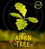 Lifecycles: Acorn to Oak Tree 1435147111 Book Cover