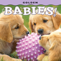 Golden Babies! (Babies! 1560378158 Book Cover