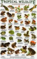 Peru Birds (Laminated Foldout Pocket Field Guide) (English and Spanish Edition) 1888538473 Book Cover