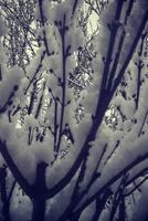 Wanderer’s Notebook: Snowy Branches 1790137934 Book Cover