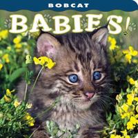Bobcat Babies! 1560371331 Book Cover
