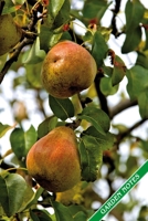 Garden Notes: Ripe pears. Format A5, 120 pages, fine grey lined. Journal, diary, notebook and garden planner for everything that happens in the garden throughout the year 1707923175 Book Cover