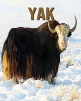 Yak: Children's Book An Amazing Animal Picture Book about Yak for Kids B08CP9DL41 Book Cover