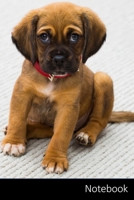 Notebook: Adler, Avian, Schnabel Notizbuch / pers�nliches Tagebuch / Schreibheft / Logbuch / Planer / Vokabelheft / Notizen - 6 x 9 Zoll (15,24 x 22,86 cm, ca. DIN A5), 110 linierte Seiten mit Datumsl 170613648X Book Cover