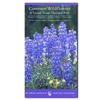 Common Wildflowers of Grand Teton National Park 0931895618 Book Cover