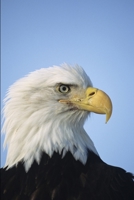 Uncle Cutch B08M8FNV6G Book Cover