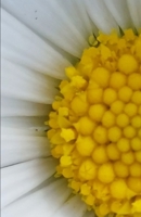 Flowers and wildflowers B0F6VLHP31 Book Cover