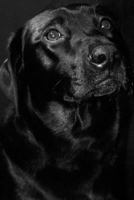 Black Lab Journal: Labrador Retriever: Stunning Black Lab Blank Journal To Write In 1686233388 Book Cover