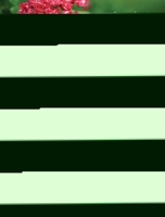 The Complete Guide to Compact Trees and Shrubs 0719842190 Book Cover