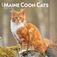 Maine Coon Cats 2026 12 X 24 Inch (Hanging) Monthly Square Wall Calendar Plastic-Free B0DYKYPVST Book Cover