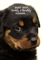 Weekly And Monthly Planner: Organize Your Daily Activities At Home School And Office - Black Rottwiler Puppy 1692368184 Book Cover