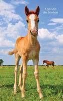Agenda de Senhas: Agenda para endereços eletrônicos e senhas: Capa potro bonito - Português (Brasil) (Agendas com cavalos) 1542924723 Book Cover