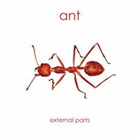 Ant: External Parts Book (External Anatomy of the Insect) B001AVOWKC Book Cover