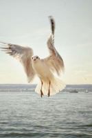 GULL: Seagulls are seabirds of the family Laridae in the suborder Lari. They are most closely related to the terns and only distantly related to auks, skimmers, and more distantly to the waders. 1798984229 Book Cover