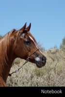 Notebook: Arabo, Cavallo, Deserto, Salvia Pennello taccuino / agenda / quaderno delle annotazioni / diario / libro di scrittura / carnet / zibaldone - 6 x 9 pollici (15,24 x 22,86 cm), 150 pagine, sup 170781340X Book Cover