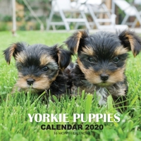 Yorkie Puppies Calendar 2020: 16 Month Calendar 1707919704 Book Cover
