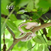 2021: Monthly Photo Calendar | January 2021 - December 2021 | Monthly Calendar with U.S./UK/ Canadian/Christian/Jewish/Muslim Holidays | Cute Frogs Calendar B08GDK9NF2 Book Cover