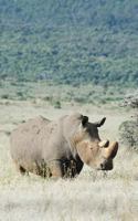 Alive! white rhino - Natural - Photo Art Notebooks (6 x 9 series) 1364345943 Book Cover