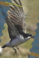 Les Hirondelles Voyagent Toujours En Couple 152098104X Book Cover