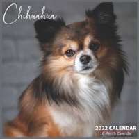 Chihuahua Calendar 2022: Official Chihuahua Dog Breed Calendar 2022, 16 Month Calendar 2022 B097561B5Q Book Cover