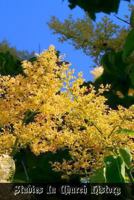 Studies In Church History: Volume 6 Centuries 19 Part 2 1470193140 Book Cover