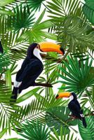 Tropical Toucans: Graph Paper Notebook, 6x9 Inch, 120 pages 1073169332 Book Cover