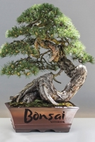 BONSAI: NOTEBOOK 1694992705 Book Cover