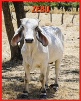 Zebu: Lustige Fakten und erstaunliche Fotos von Tieren in der Natur B08WS5DJNN Book Cover