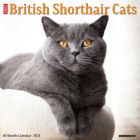 British Shorthair Cats 2025 12 X 12 Wall Calendar 1549241958 Book Cover