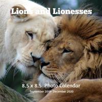 Lions and Lioness 8.5 X 8.5 Calendar September 2019 -December 2020: Monthly Calendar with U.S./UK/ Canadian/Christian/Jewish/Muslim Holidays-Lion Animals Nature 1070414603 Book Cover