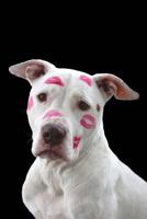 Pit Bull Love: 150 Lined Journal Pages / Diary / Notebook Featuring Lipstick Pit Bull Dog Love on the Cover 1983739693 Book Cover