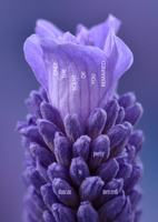 Only the Scent of You Remained 1998779874 Book Cover