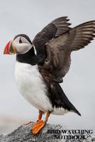 Bird Watching Notebook: Bird Watching Logbook/Notebook. 6" x 9" size, 100 pages, With Fields For All Your Info. Atlantic Puffin Cover. 1981666230 Book Cover