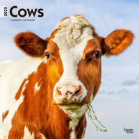 Cows 2025 12 X 24 Inch Monthly Square Wall Calendar Plastic-Free 1975476891 Book Cover