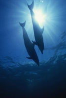 Safe Harbor 2 B0BRDFC1L3 Book Cover