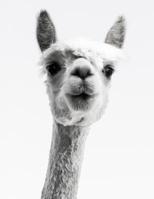 Knitting Graph Paper 2:3 & 4:5 Ratio  8.5" x 11": Llama Photograph 1091472130 Book Cover