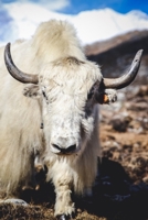Himalayan Yak Journal: 150 Page Lined Notebook/Diary 1676331166 Book Cover