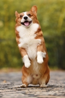 Cute Corgi Notebook: Sweet Notebook graph paper 120 pages 6x9 perfect as math book, sketchbook, workbook and diary with corgi 1676576568 Book Cover