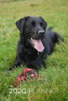 2020 Planner: Increase productivity, improve time management, reach your goals: Black Labrador Retriever playing: Modern artistic photography style 1691812269 Book Cover