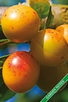 Garden Notes: Mirabelles, yellow plums. Format A5, 120 pages, fine grey lined. Journal, diary, notebook and garden planner for everything that happens in the garden throughout the year. 1706163576 Book Cover