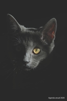 Agenda anual 2020: Agenda anual para 2020, 12 meses, agenda de 52 semanas con tareas y metas; formato pr�ctico 6x9; motivo: Katze im Dunkeln 1698508263 Book Cover