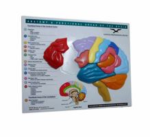 Brain Model  Puzzle: Anatomy  Functional Areas of the Brain 0393732894 Book Cover